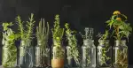 Hierbas-Workshop in Cala d’Or: Lerne die mallorquinische Tradition - Bild 1