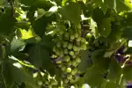 Weinfest in Binissalem 2026: Das Highlight für Weinliebhaber - Bild 1