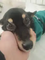 Clínica Veterinaria Ses Salines - Bild 6