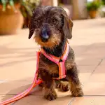 ISLAND DOGs - Bild 10