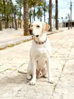 ISLAND DOGs - Bild 5