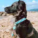 ISLAND DOGs - Bild 9