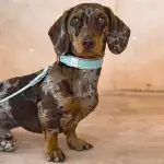 ISLAND DOGs - Bild 8