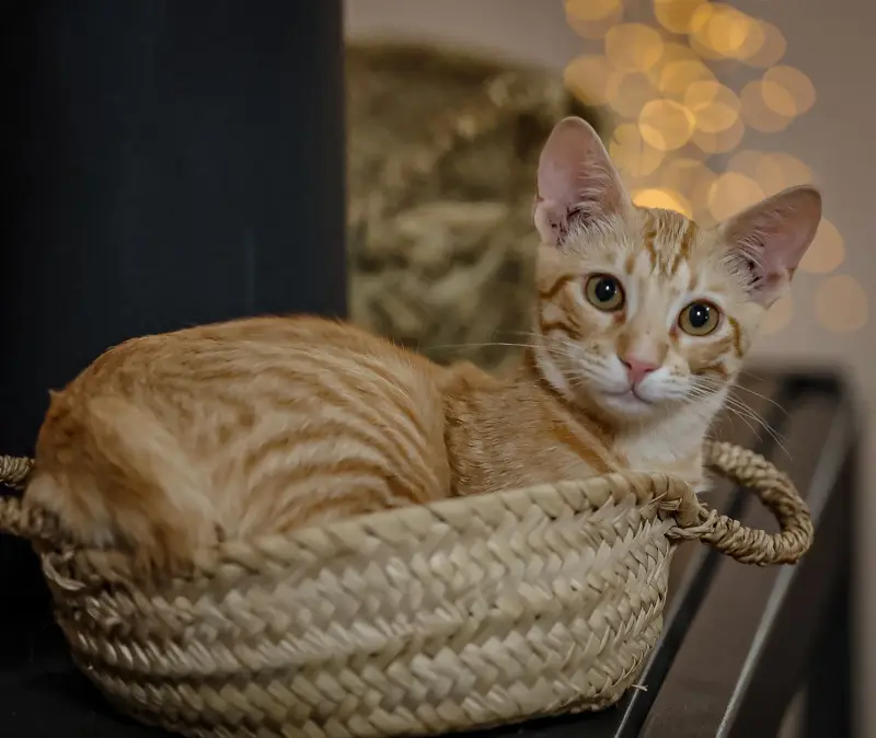 Veterinaria Son Caliu - Bild 1