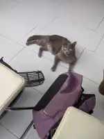 Veterinaria Son Caliu - Bild 10