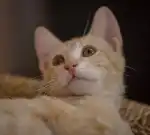 Veterinaria Son Caliu - Bild 10