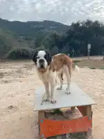 Veterinaria Son Caliu - Bild 4