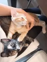 Veterinaria Son Caliu - Bild 6