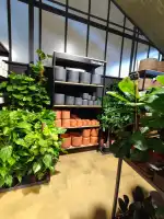 Fronda Cardenal Rossell - Bild 10