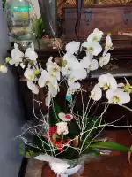 Floristería Las Palmeras - Bild 10