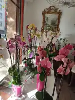 Floristería Las Palmeras - Bild 9