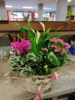 Floristería Las Palmeras - Bild 6