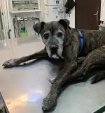 MEDICINA BIOLOGICA RAMON RIPOLL ENSENYAT - Bild 2