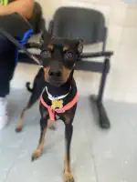 MEDICINA BIOLOGICA RAMON RIPOLL ENSENYAT - Bild 4