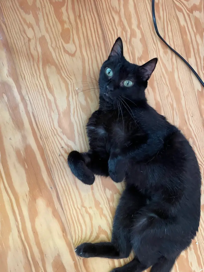 Serveis Veterinaris Tramuntana - Bild 1