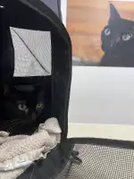 Serveis Veterinaris Tramuntana - Bild 2