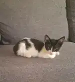 Serveis Veterinaris Tramuntana - Bild 2