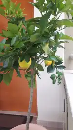 Jardineria Son Servera - Imagen 3