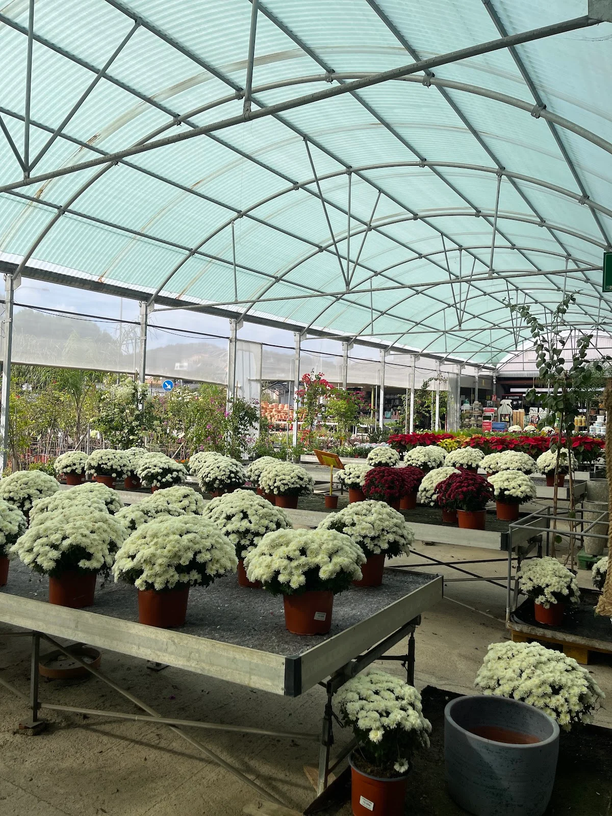 Jardineria Son Servera Manolo Guadix - Bild 4