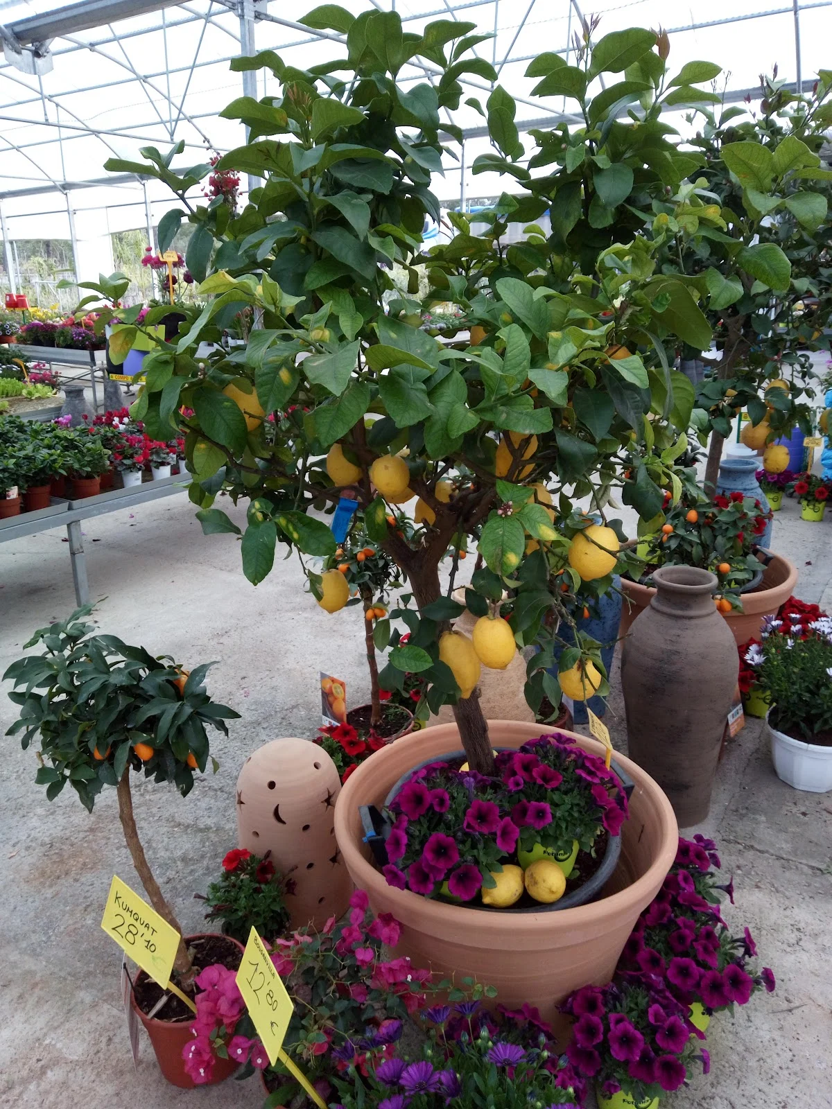 Jardineria Son Servera Manolo Guadix - Bild 5