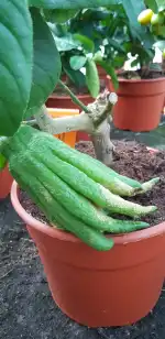 Jardineria Son Servera - Imagen 9