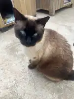 Refugi d'animals de Pollensa - Imagen 3