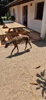 Refugi d'animals de Pollensa - Imagen 9