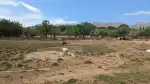 Refugi d'animals de Pollensa - Imagen 2