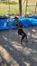 Refugi d'animals de Pollensa - Imagen 5