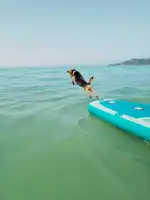 Refugi d'animals de Pollensa - Imagen 6