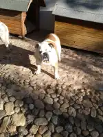 Refugi d'animals de Pollensa - Imagen 8