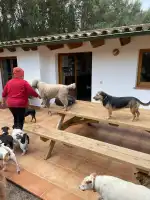 Refugi d'animals de Pollensa - Imagen 9