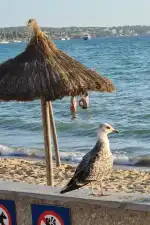 Farmacia Rosselló Rovira - Bild 4