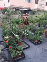 Floristeria Arenal 2 - Bild 10