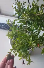 Floristeria Arenal 2 - Bild 9