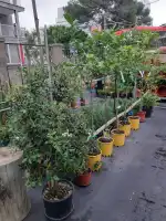 Floristeria Arenal 2 - Bild 5