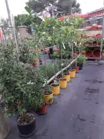 Floristeria Arenal 2 - Bild 7