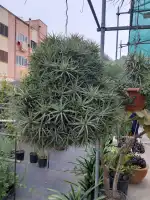 Floristeria Arenal 2 - Bild 8