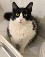 Clínica Veterinaria Alcúdia - Bild 5