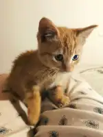 Clínica Veterinaria Alcúdia - Bild 7