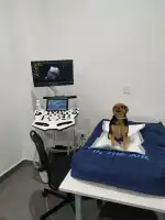 Veterinàritx Clínica veterinària - Bild 9