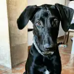 Veterinàritx Clínica veterinària - Bild 3