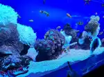 Palma Aquarium - Bild 10