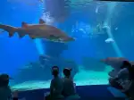 Palma Aquarium - Bild 10