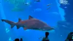 Palma Aquarium - Bild 6