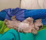 Hospital Veterinario Veterclínic Son Servera 24 h - Bild 9