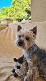 Hospital Veterinario Veterclínic Son Servera 24 h - Bild 5