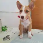 Hospital Veterinario Veterclínic Son Servera 24 h - Bild 10