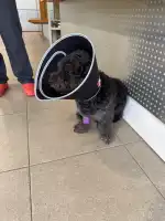 Hospital Veterinario Veterclínic Son Servera 24 h - Bild 7