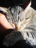 Hospital Veterinario Veterclínic Son Servera 24 h - Bild 9